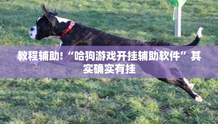 教程辅助!“哈狗游戏开挂辅助软件”其实确实有挂