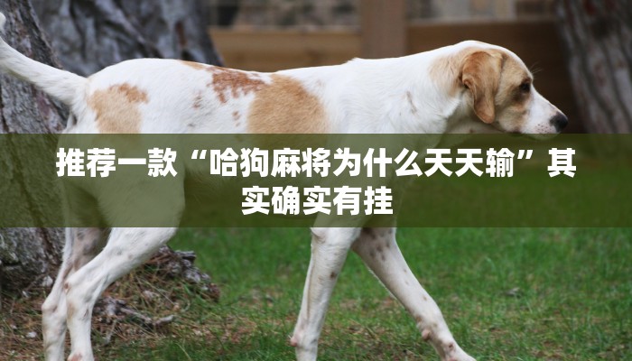 推荐一款“哈狗麻将为什么天天输”其实确实有挂
