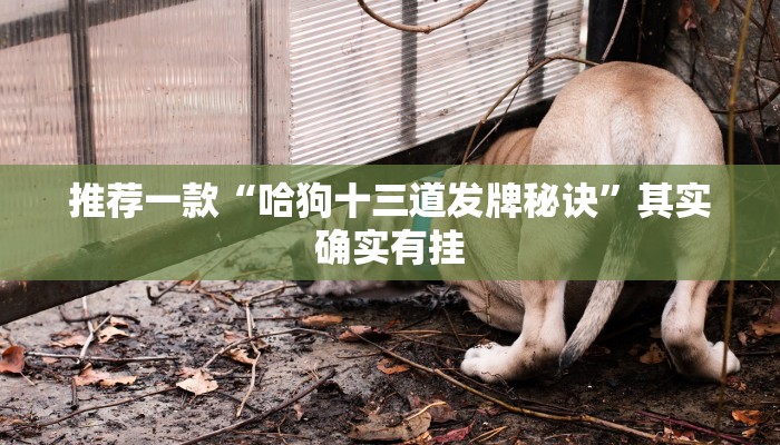 推荐一款“哈狗十三道发牌秘诀”其实确实有挂